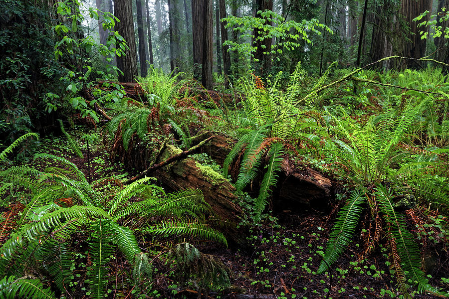 Adam Jones,california,coastal,danita Photograph by Adam Jones | Fine ...