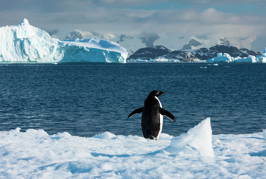 Adelie Penguin, Antarctica #2 Photograph by Mint Images/ Art Wolfe