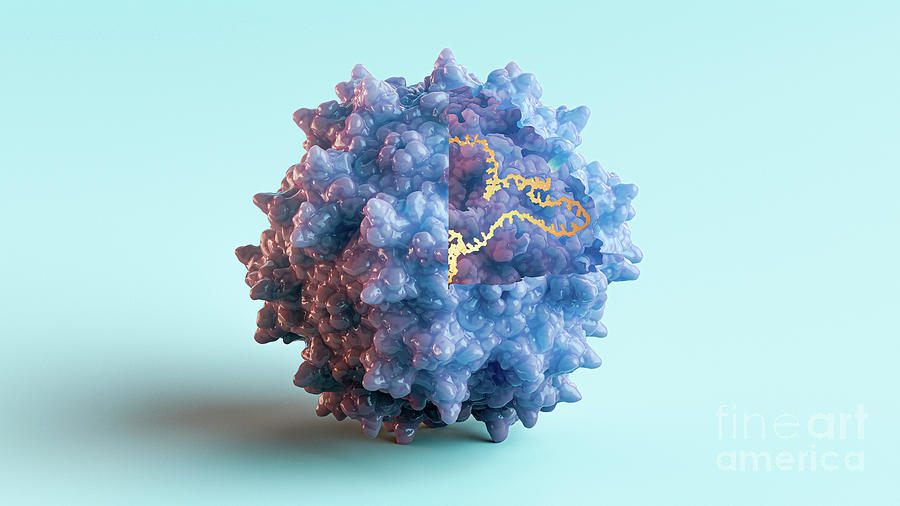 Adeno-associated Virus #2 Photograph by Thom Leach / Science Photo Library