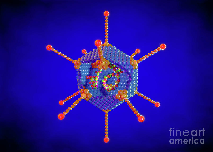Adenovirus Structure #2 Photograph by Roger Harris/science Photo Library
