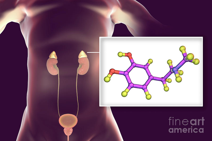 gland that produces epinephrine gland that produces epinephrine