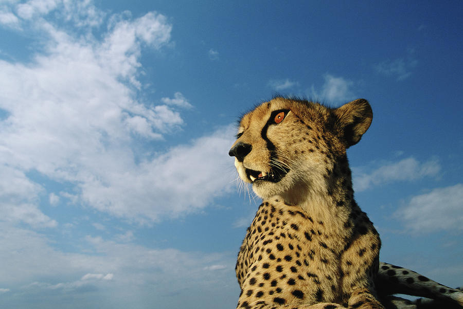 Adult Female Cheetah Acinonyx Jubatus #2 Photograph by Paul Souders