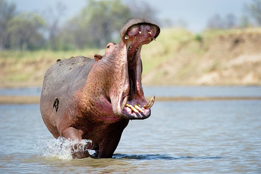 Adult Male Hippopotamus (hippopotamus #2 Photograph by Nick Garbutt Adult Male Hippopotamus (hippopotamus #2 Photograph by Nick Garbutt