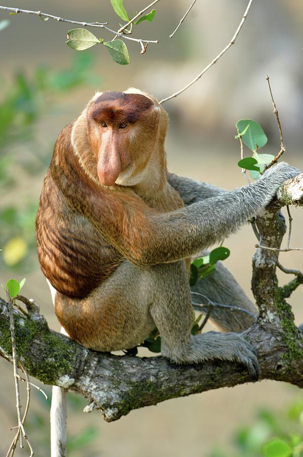 Adult Male Proboscis Monkey (nasalis #2 Photograph by Nick Garbutt