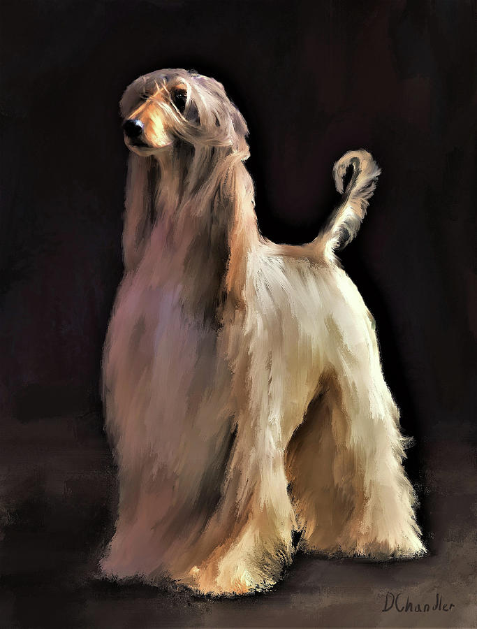 Afghan Hound #2 Digital Art by Diane Chandler