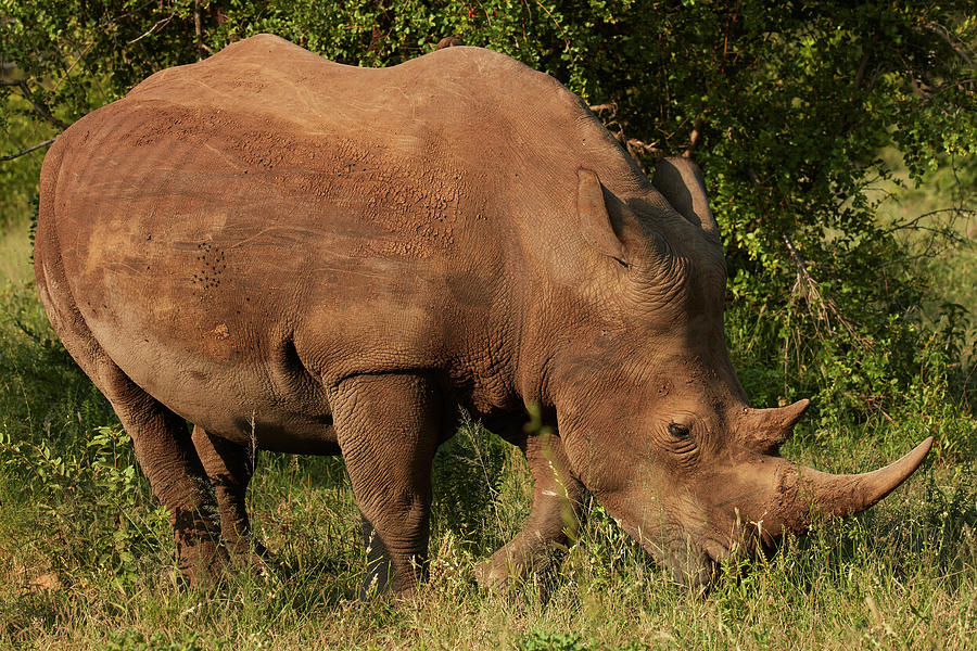 Africa,ceratotherium Simum,danita #2 Photograph by David Wall - Pixels