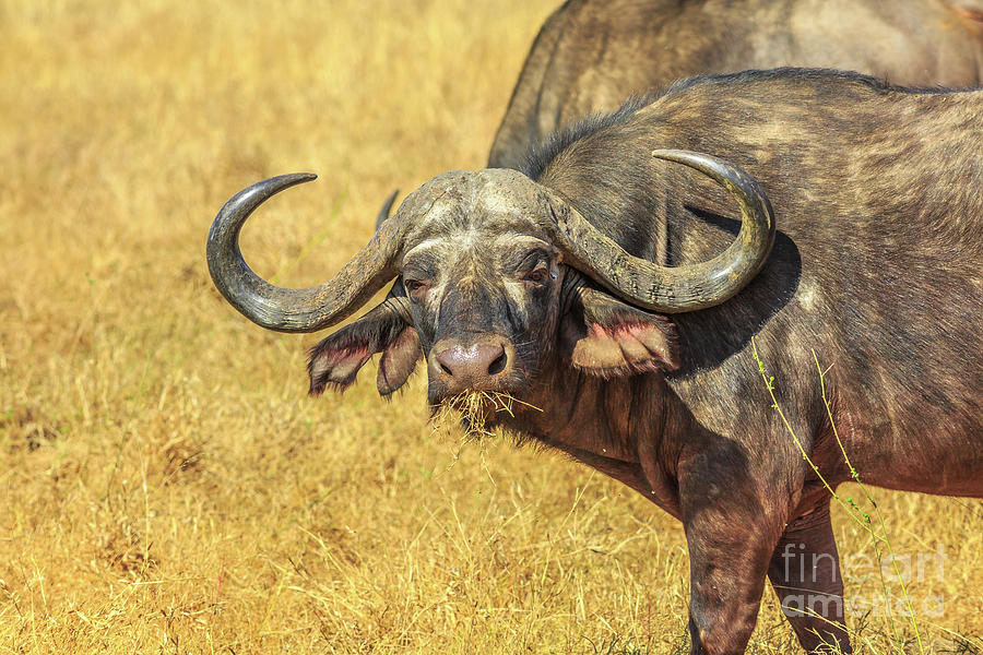 African buffalo South Africa #2 Photograph by Benny Marty