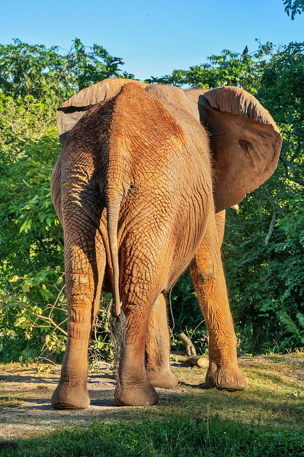 African Elephant, Miami Zoo, Fl #2 Digital Art by Laura Zeid