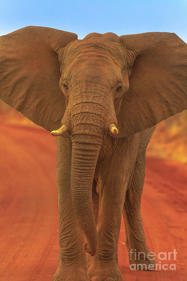 African Elephant on Kalahari Desert #2 Photograph by Benny Marty