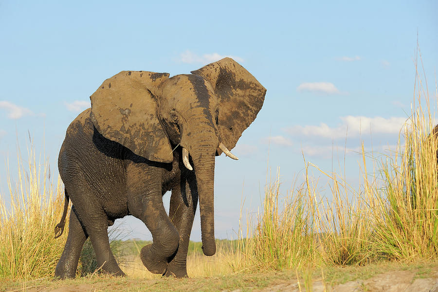 African Elephant #2 Photograph by Winfried Wisniewski