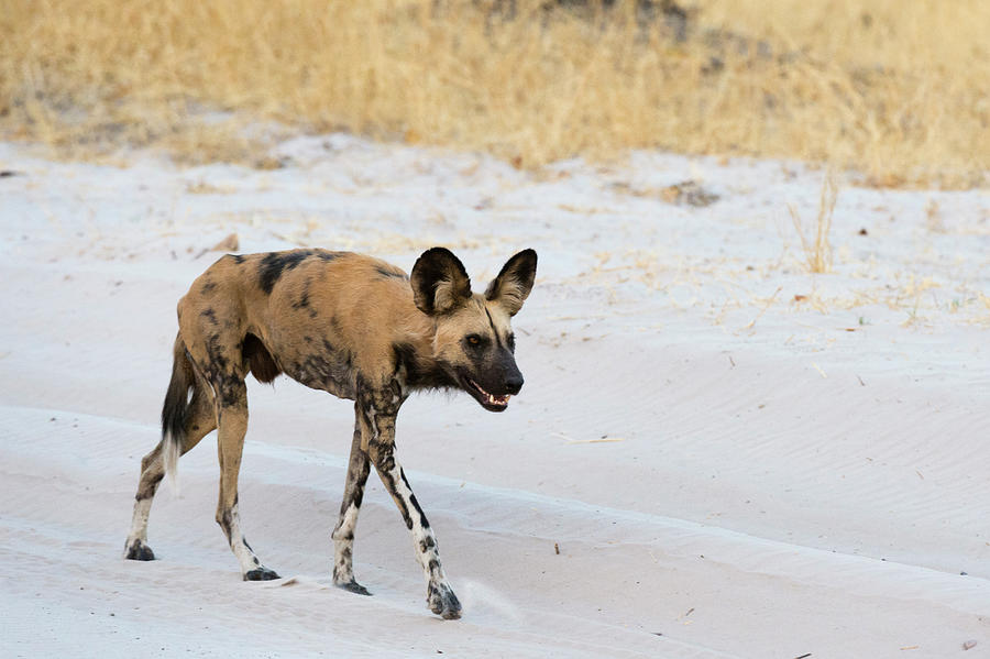 Wildlife Digital Art - African Wild Dog (lycaon Pictus), Walking, Savuti, Chobe National Park, Botswana, Africa #2 by Delta Images