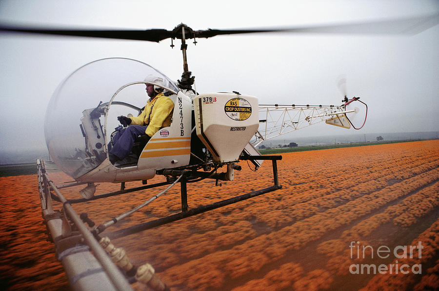 Agricultural Helicopter Spraying A Flower Crop #2 Photograph by Peter Menzel/science Photo Library