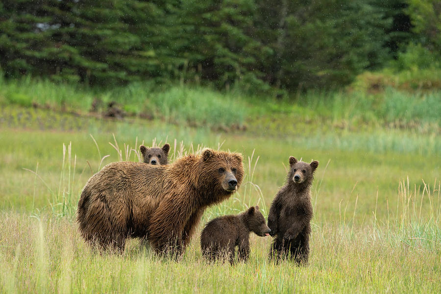Lake Clark National Park Photograph - Alaska,coastal Brown Bear,cub,danita #2 by Jaynes Gallery