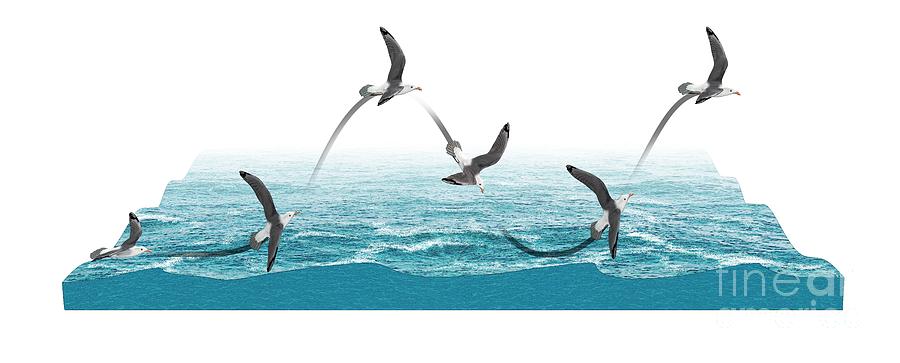 Albatross Flying Using Dynamic Soaring #2 Photograph by Mikkel Juul Jensen/science Photo Library