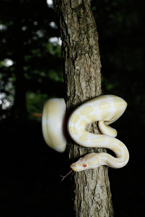 Albino Ball Python Climbing Tree #2 Photograph by David Kenny