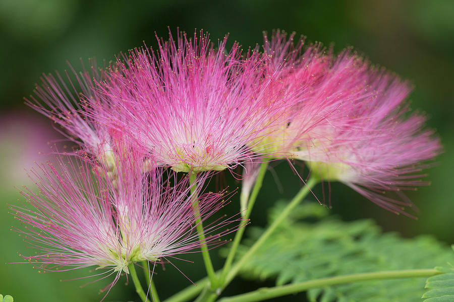 Albizia Julibrissin, With Pink Brush Flowers #2 Photograph by Karlheinz Steinberger