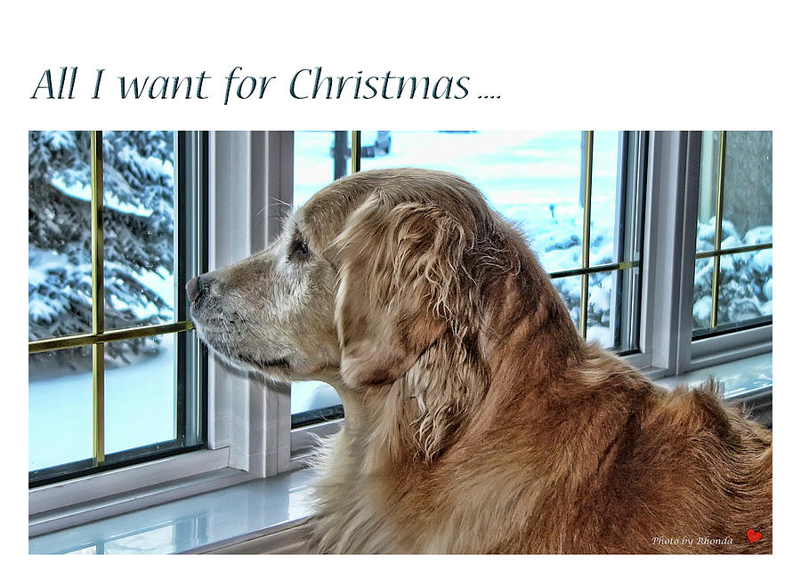All I Want for Christmas #2 Photograph by Rhonda McDougall