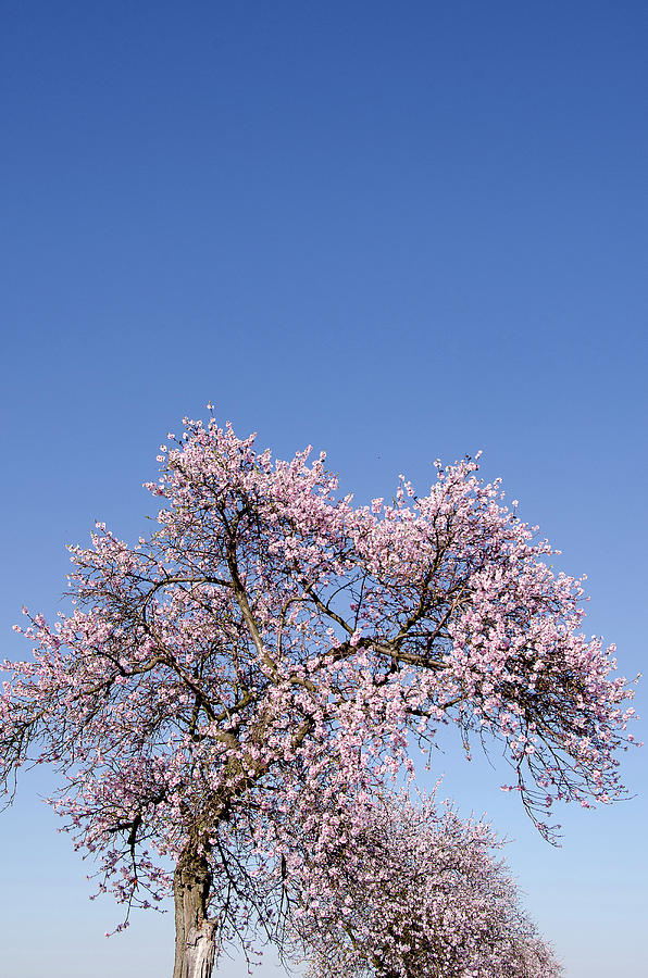 Almond Trees In Blossom Near Bockenheim, Weinstrasse, Rhineland-palatinate, Germany, Europe #2 Photograph by Foto Herzig