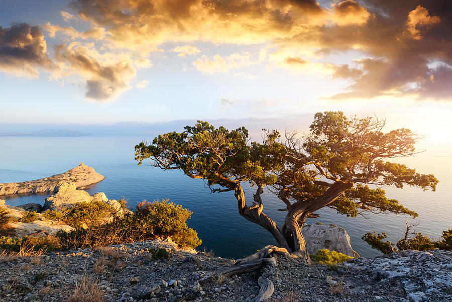 Nature Photograph - Alone Tree On The Edge Of The Cliff #2 by Ivan Kmit