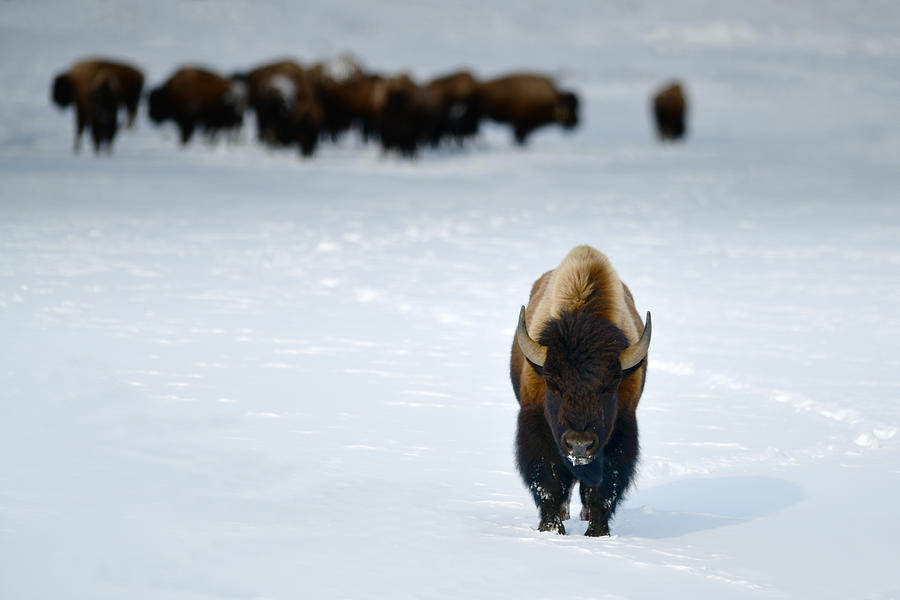 Yellowstone National Park Photograph - Alpha Male Bison #2 by Surjanto Suradji