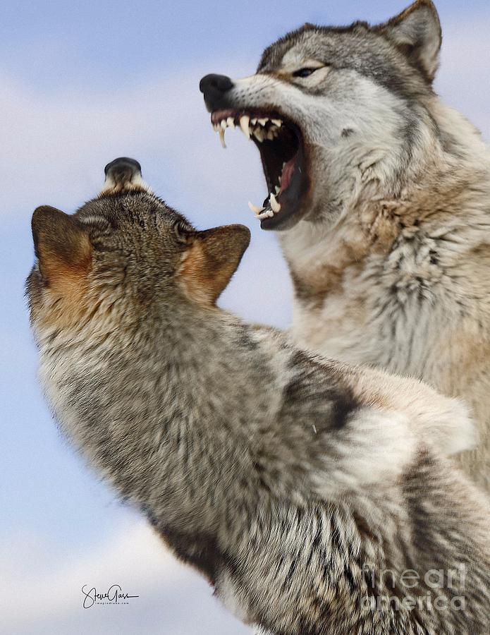 Alpha Wolf  #2 Photograph by Steve Gass