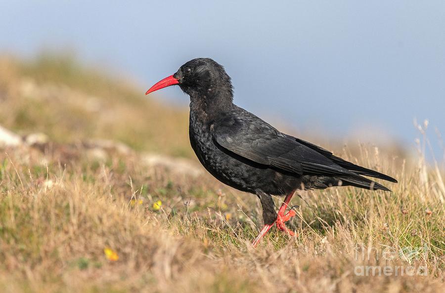 Alpine Chough #2 Photograph by Bob Gibbons/science Photo Library