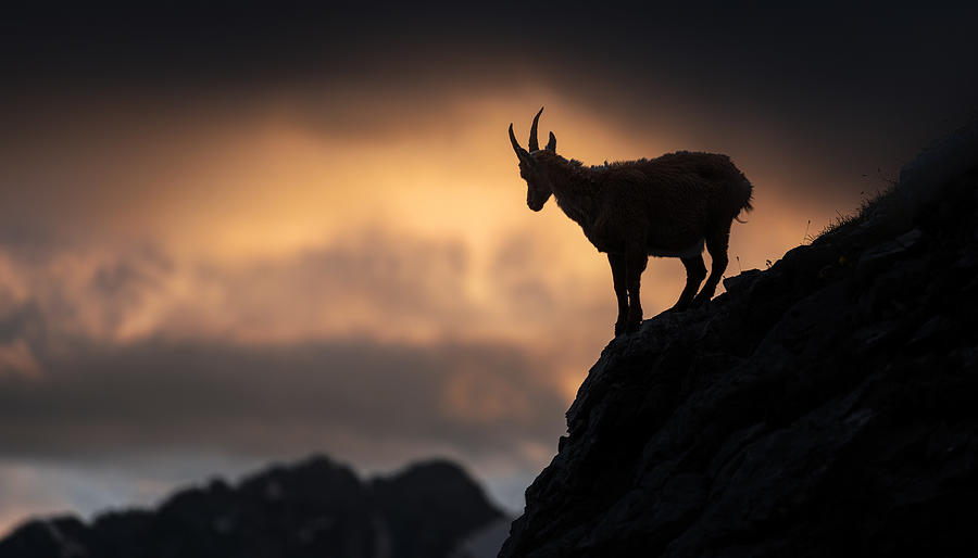 Wildlife Photograph - Alpine Ibex #2 by Ales Krivec