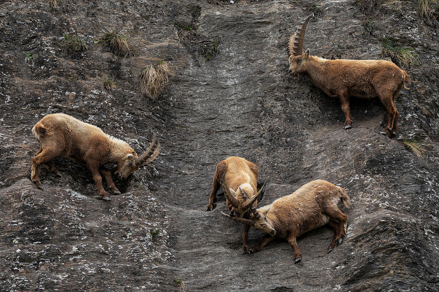 Mountain Photograph - Alpine Ibex #2 by Paolo Bolla