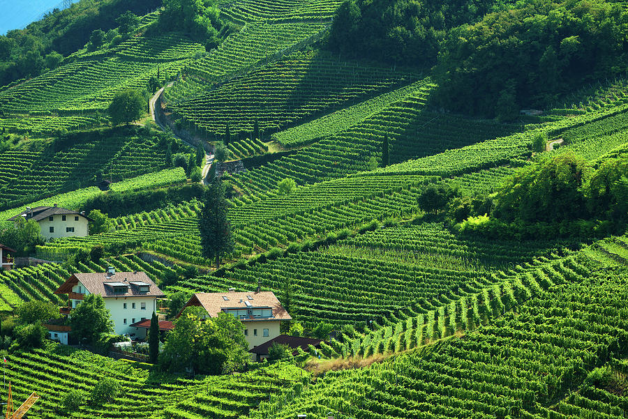 Alps, Wine Road, Vineyards, Italy #2 Digital Art by Franco Cogoli