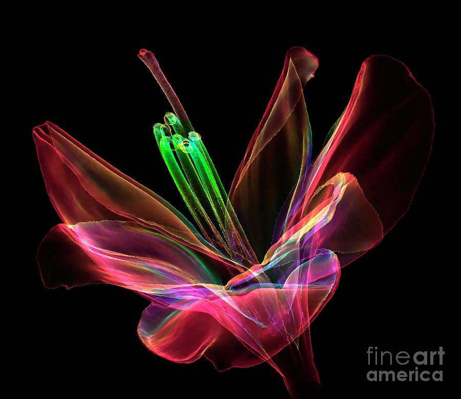 Amaryllis Flower #2 Photograph by K H Fung/science Photo Library