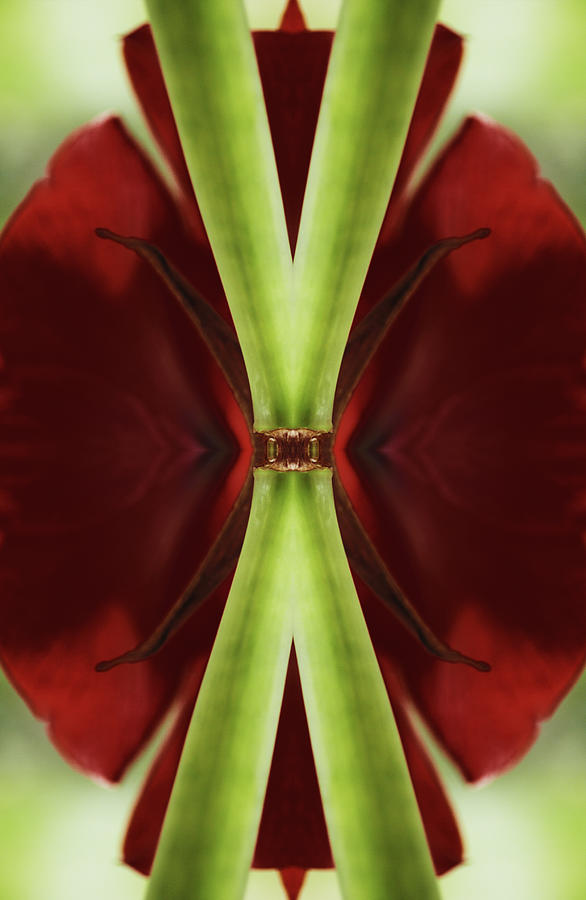 Amaryllis Flower #2 Photograph by Silvia Otte