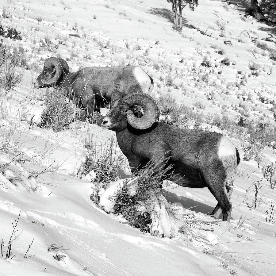 2 Amazing Bighorn Sheep in Black and White by OLena Art  Photograph by Lena Owens - OLena Art Vibrant Palette Knife and Graphic Design