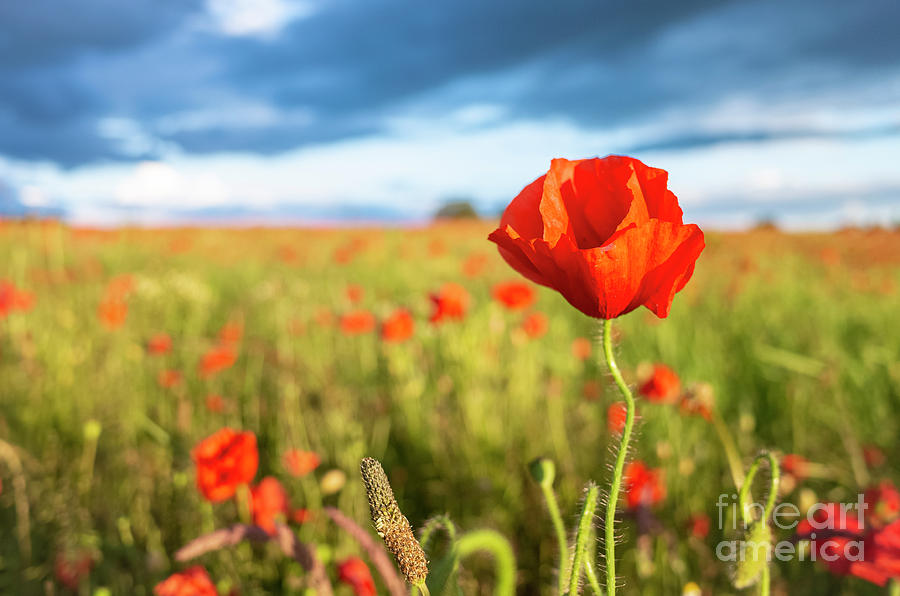 poppy and blossom