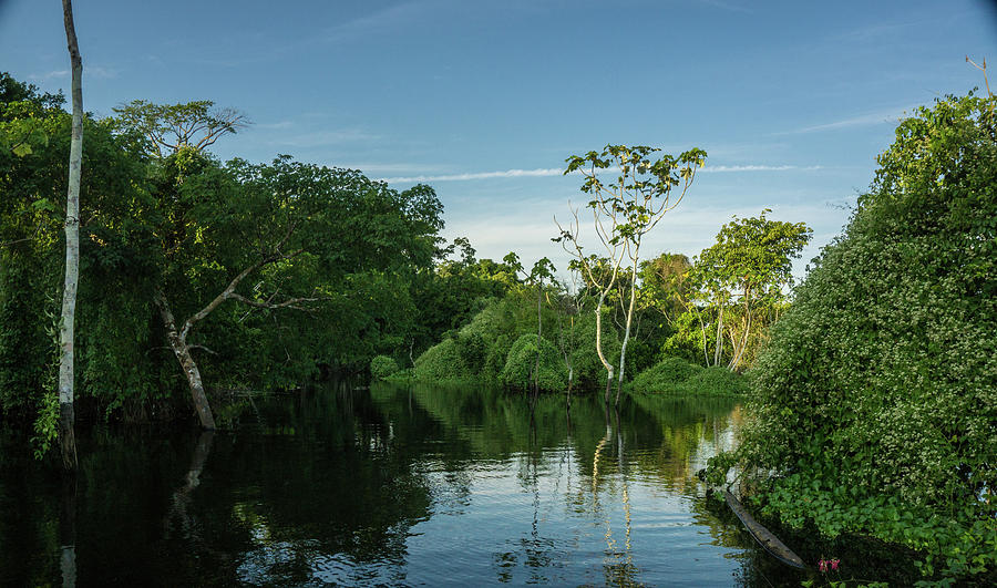 Amazon rain forest in a perfect and lovely sunny day Photograph by ...