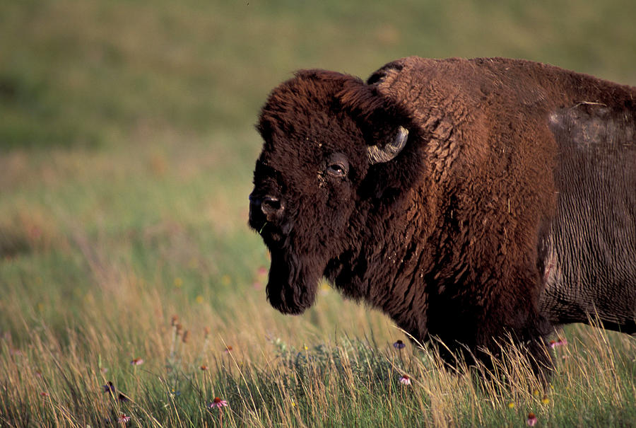 American Bison #2 Digital Art by Heeb Photos
