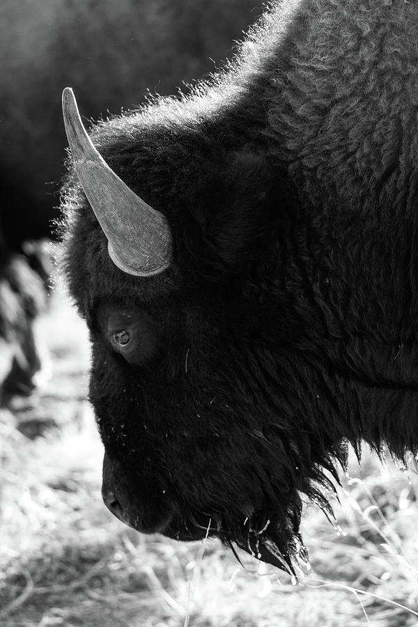 American Bison #2 Photograph by Philip Rodgers