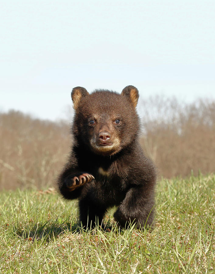 American Black Bear Cub Running #2 Photograph by David Kenny