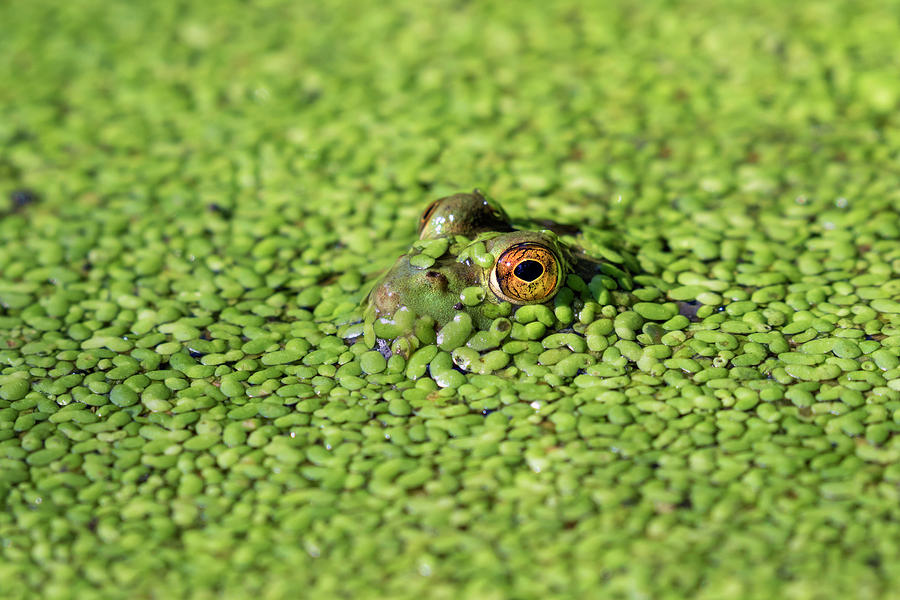 American Bullfrog In Duckweed #2 Photograph by Ivan Kuzmin