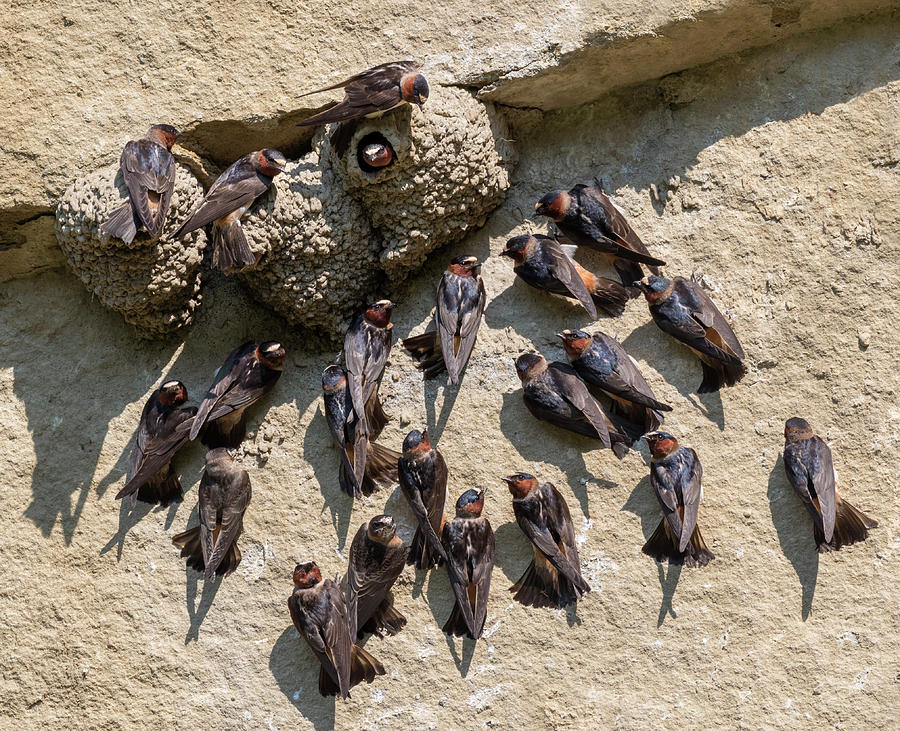 Swallow Photograph - American Cliff Swallows #2 by Ivan Kuzmin
