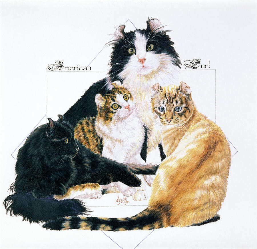 Cat Painting - American Curl #2 by Barbara Keith