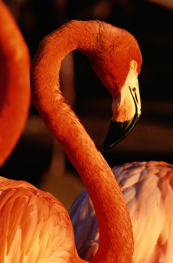 American Flamingo Phoenicopterus Ruber #2 Photograph by Art Wolfe