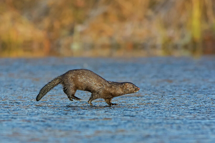 American Mink Running Across Frozen Pond, Acadia National #2 Photograph by George Sanker / Naturepl.com American Mink Running Across Frozen Pond, Acadia National #2 Photograph by George Sanker / Naturepl.com
