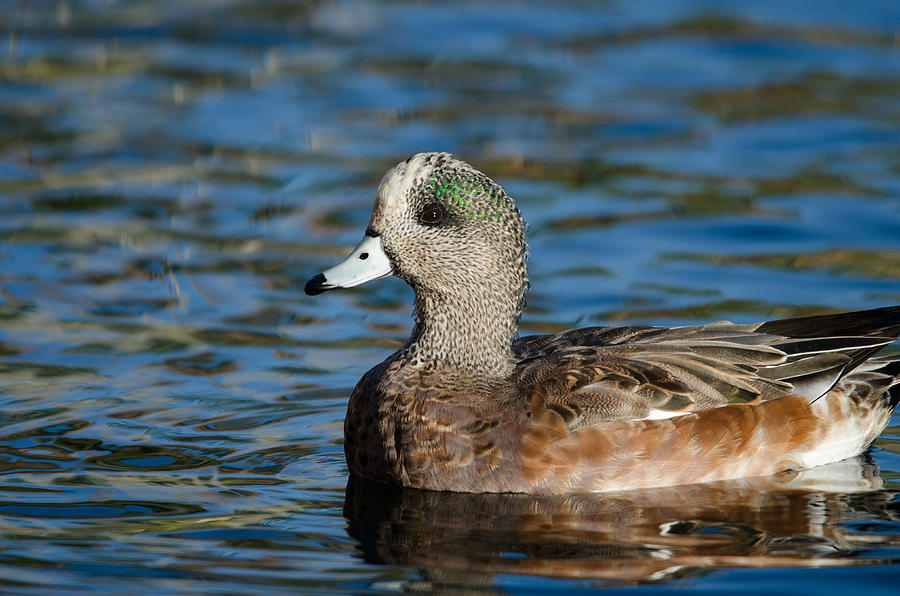 American Wigeon #2 Photograph by James Petersen