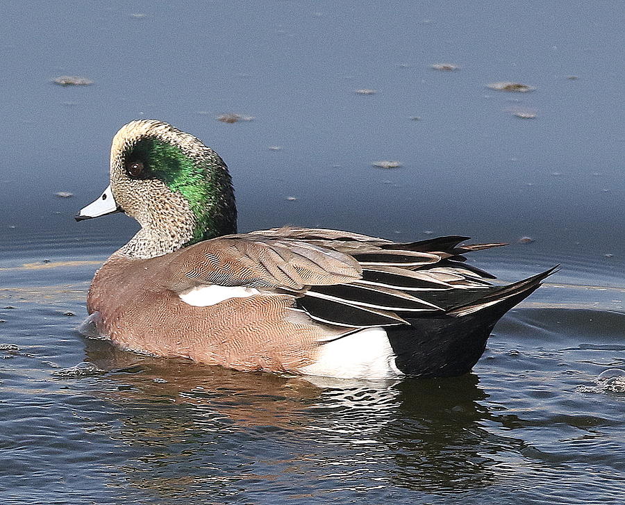 American Wigeon Photograph by Rob Wallace Images - Fine Art America