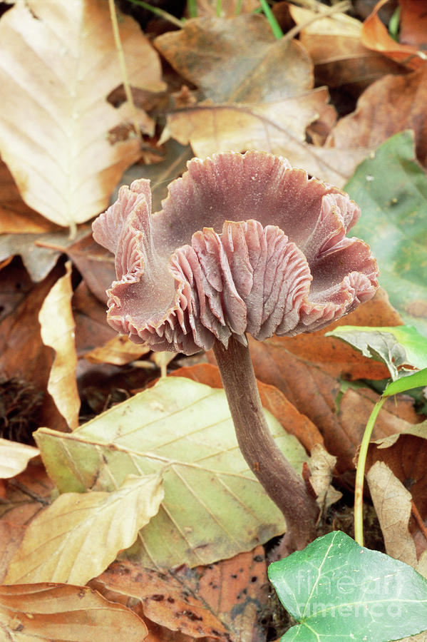 Amethyst Deceiver Mushroom #2 Photograph by John Wright/science Photo Library