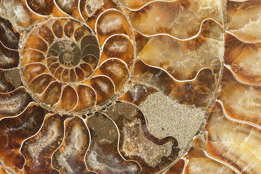 Ammonite Fossil, Closeup #2 Photograph by Mark Windom