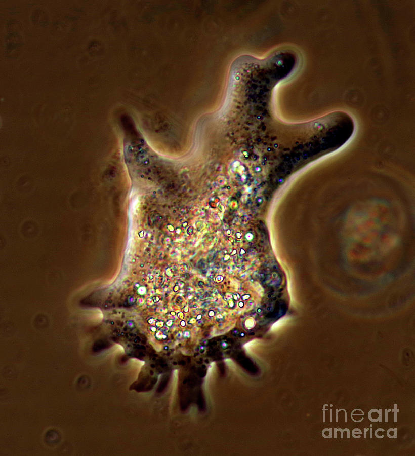 Amoeba #2 by Marek Mis/science Photo Library