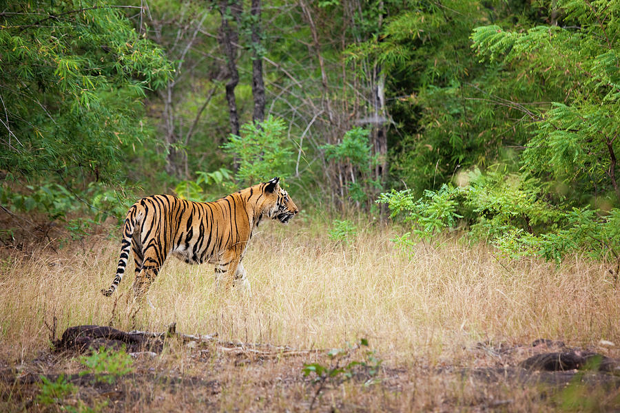 An Adult Tiger In Bandhavgarh National Photograph by Mint Images - Art Wolfe