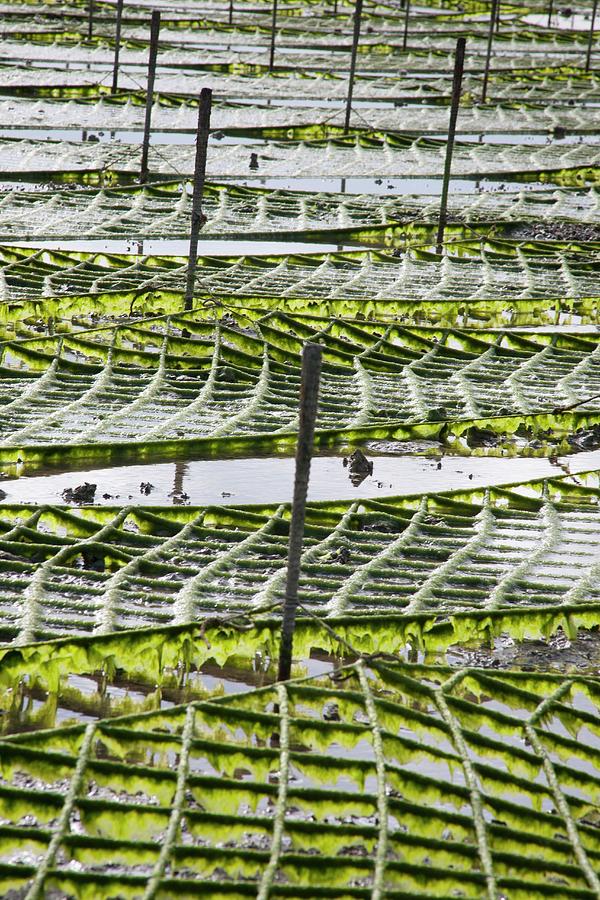 An Algae Garden On The Island Of Okinawa, Japan #2 Photograph by Martina Schindler