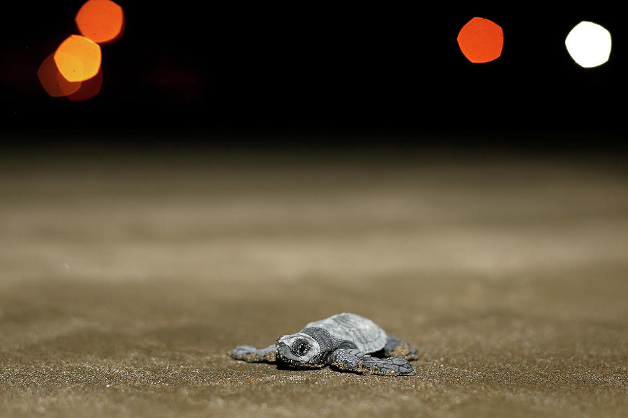 An Olive Ridley Turtle Hatchling Crawls Photograph By Daniel Tapia Fine Art America 4695